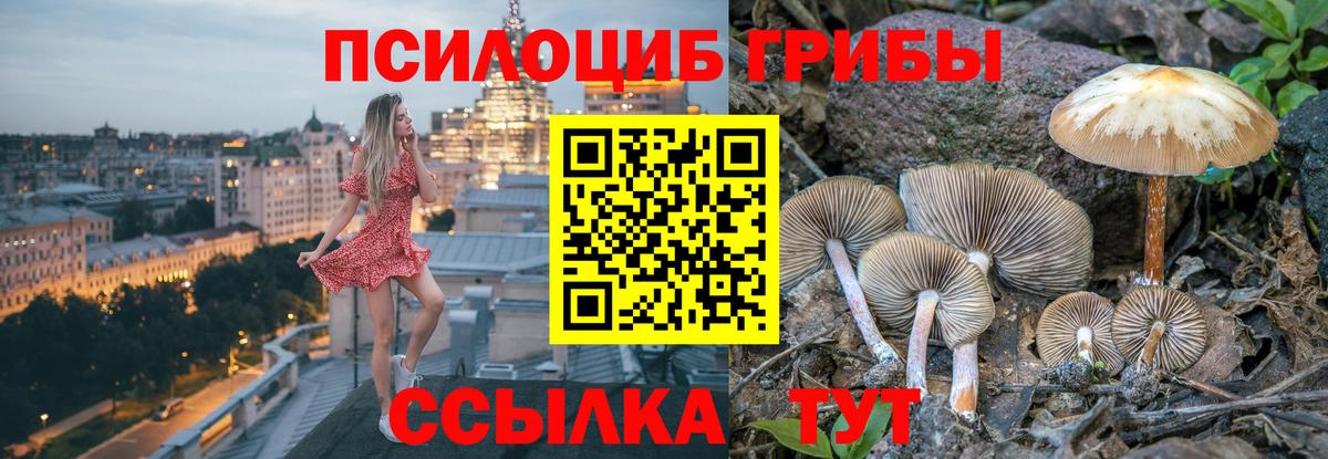 Псилоцибиновые грибы Psilocybine cubensis Можайск